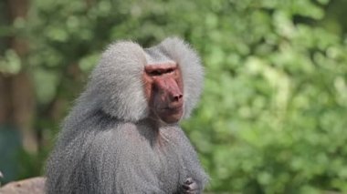 Bir kayanın üzerinde oturan ve etrafa bakan hamadryas babunu. Papio hamadryas bir babun türüdür.