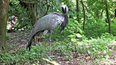 Demokiselle Crane ve Anthropoides başak kuşları gün boyunca açık yeşil çayırlarda yaşarlar. Orta Avrupa 'da bulunan bir turna türüdür.
