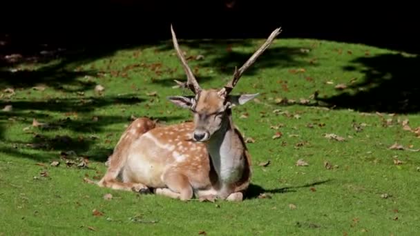 Fallow Deer Dama Mezopotamya Cervidae Familyasından Bir Memeli Türü — Stok video