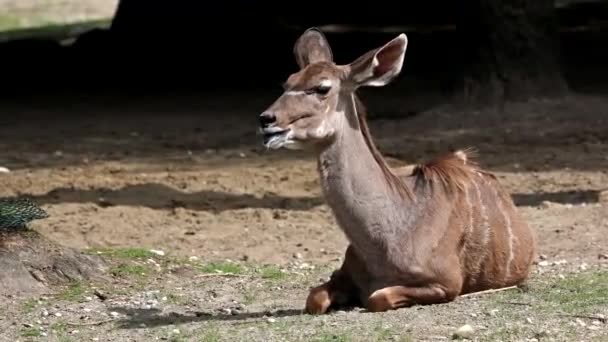 Greater Kudu Tragelaphus Strepsiceros Antílope Encontrado Toda África Oriental Austral — Vídeo de Stock