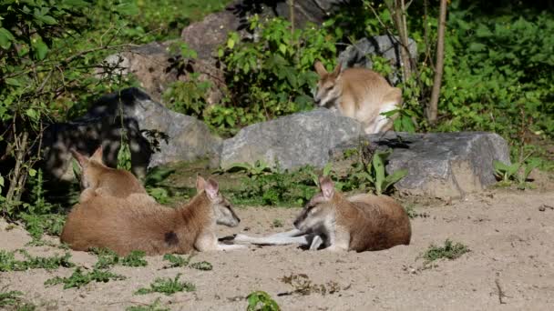 Agile Wallaby Macropus Agilis Also Known Sandy Wallaby Species Wallaby — Stock Video