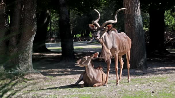 Большой Куду Tragelaphus Strepsiceros Является Лесной Антилопы Найдены Всей Восточной — стоковое видео