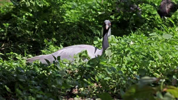 Demoiselle Crane Anthropoides Virgo Living Bright Green Meadow Day Time — Stock Video