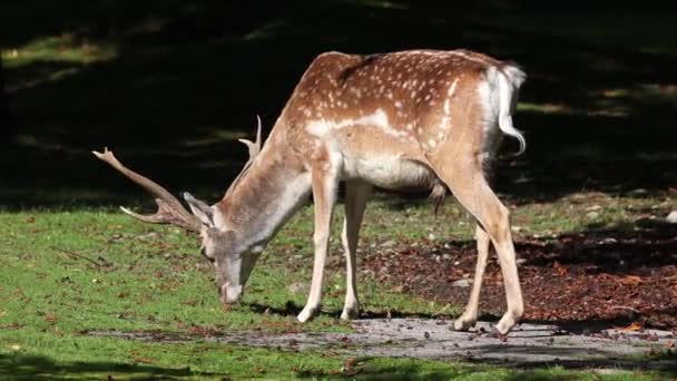 Fallow Deer Dama Mesopotamica Ruminant Mammal Belonging Family Cervidae — Stock Video