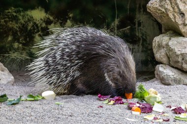 Hint armalı kirpi (