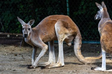 Kırmızı kanguru, Macropus Rufus tüm kanguruların en büyüğü, Avustralya 'ya özgü en büyük karasal memeli ve mevcut en büyük keseli hayvandır..