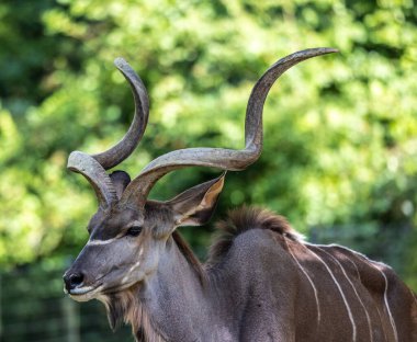 Büyük kudu, yayılım gösterir: strepsiceros Doğu ve Güney Afrika boyunca bulunan ormanlık bir antilop olduğunu..