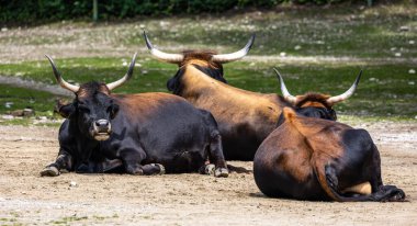 Bos Primigenius Taurus, soyu tükenmiş yaban öküzlerine benzediğini iddia etti. Alman parkında görülen yerli dağ sığırları