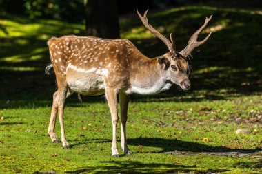 Fallow deer, Dama mezopotamya, Cervidae familyasından bir memeli türü..
