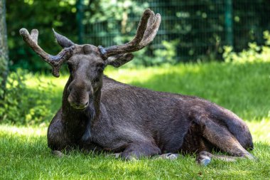 Avrupa geyiği, Alces alces, geyik olarak da bilinir. Vahşi yaşam hayvanı.