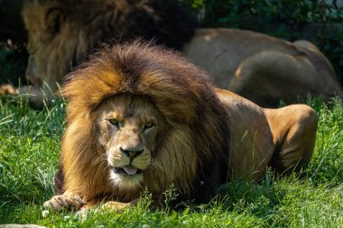Aslan, Panthera leo, Panthera cinsindeki dört büyük kediden biridir ve Felidae familyasının bir üyesidir..