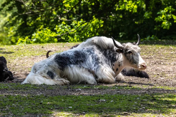 Yak Domestico Bos Grunniens Bovido Domestico Dai Capelli Lunghi Che — Foto Stock