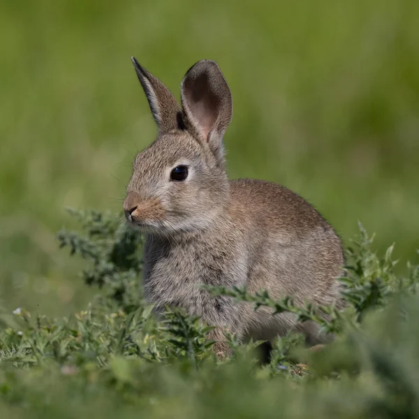 ヨーロッパのウサギ 一般的なウサギ バニー オリクトラガス クヌークはミュンヘンの牧草地に座っていますPanzerwiese — ストック写真