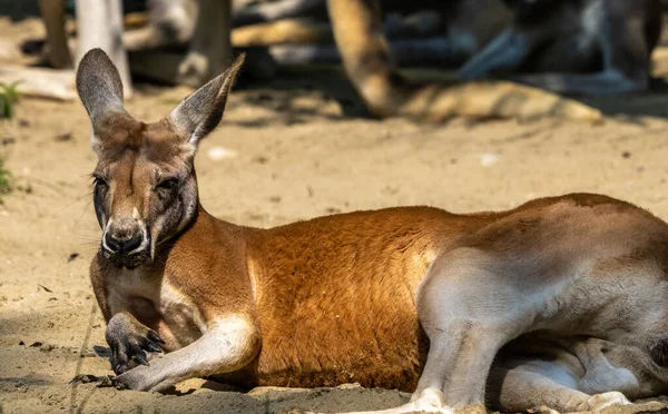 The red kangaroo, Macropus rufus is the largest of all kangaroos, the largest terrestrial mammal native to Australia, and the largest extant marsupial.