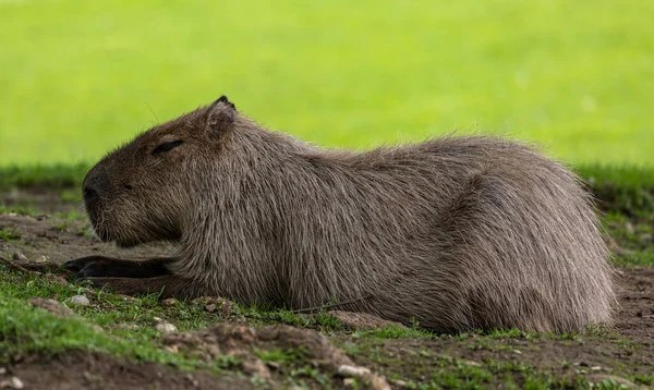Capybara Hydrochoerus Hydrochaeris Jest Ssakiem Pochodzącym Ameryki Południowej Największy Żyjący — Zdjęcie stockowe
