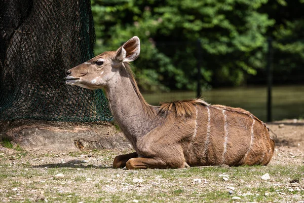 Greater Kudu Tragelaphus Strepsiceros Antílope Arbolado Que Encuentra Este Sur — Foto de Stock