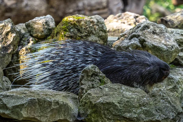 Індійський Гризун Porcupine Hystrix Indica Або Індійський Дикобраз Великий Вид — стокове фото