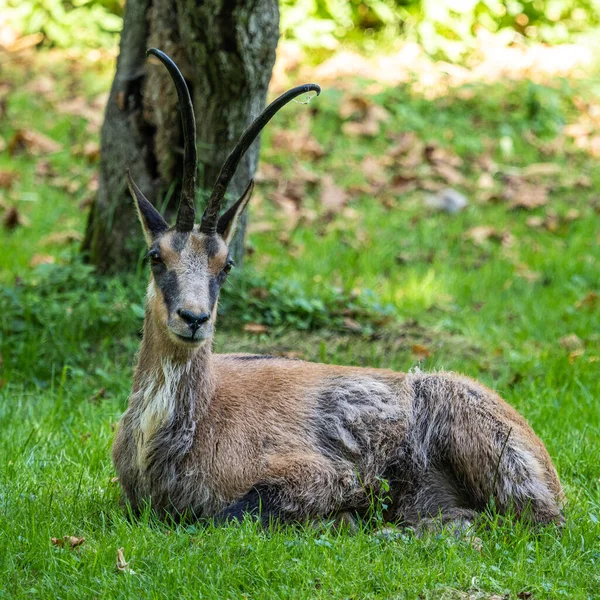 Die Gemse Des Apennins Rupicapra Pyrenaica Ornata Lebt Nationalpark Abruzzen — Stockfoto