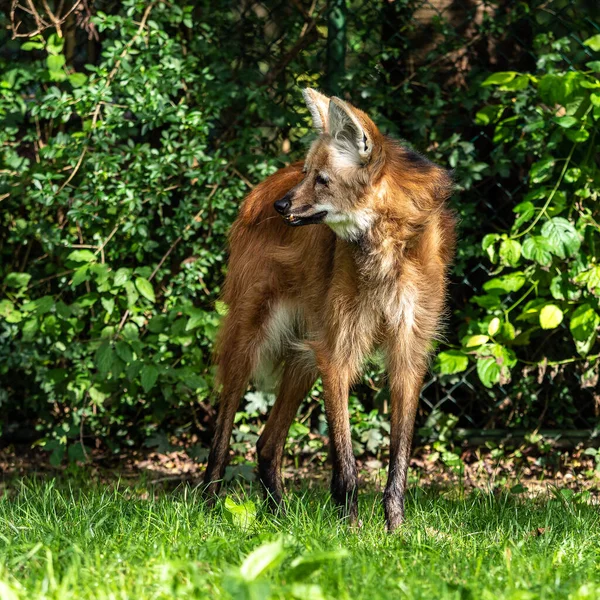 Maned Wolf Chrysocyon Brachyurus Largest Canid South America Mammal Lives — Stock Photo, Image