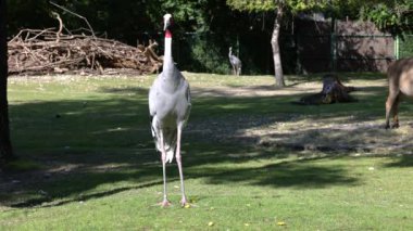 Sarus vinci, Grus antigone Hindistan 'ın Güneydoğu Asya ve Avustralya' nın bazı bölgelerinde bulunan büyük bir göçmen olmayan turnadır.. 