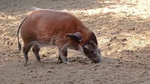 Cerdo Rojo Del Río Potamochoerus Porcus También Conocido Como Cerdo — Vídeos de Stock