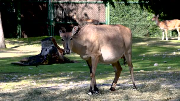 Νιλγκάι Την Μπλε Αγελάδα Boselaphus Tragocamelus Είναι Μεγαλύτερη Ασιατική Αντιλόπη — Αρχείο Βίντεο