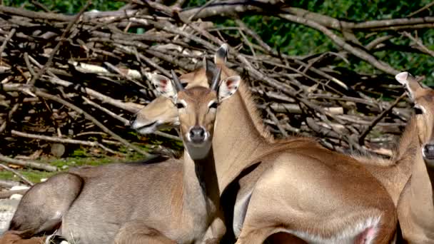 Νιλγκάι Την Μπλε Αγελάδα Boselaphus Tragocamelus Είναι Μεγαλύτερη Ασιατική Αντιλόπη — Αρχείο Βίντεο