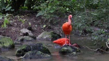 Kızıl aynak, Eudocimus ruber, Threskiornithidae familyasından bir kuş, kabuklu deniz ürünlerinin kırmızımsı renklerine hayran kalmıştır.