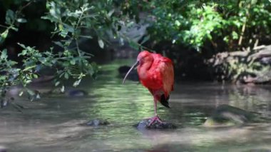 Kızıl aynak, Eudocimus ruber, Threskiornithidae familyasından bir kuş, kabuklu deniz ürünlerinin kırmızımsı renklerine hayran kalmıştır.