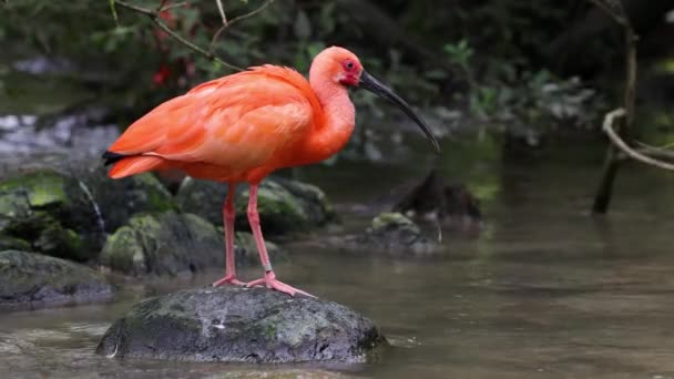 Szkarłatny Ibis Eudocimus Ruber Ptak Rodziny Threskiornithidae Podziwiany Przez Czerwonawe — Wideo stockowe