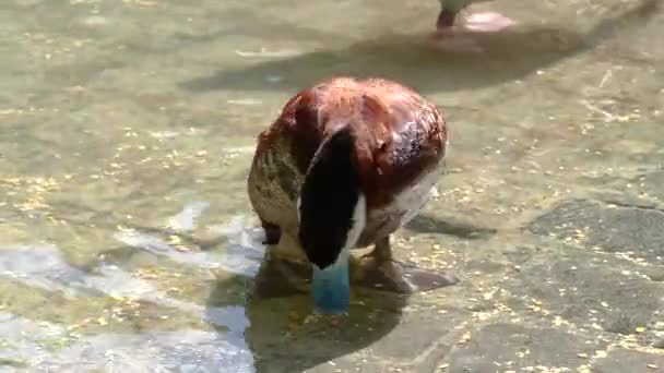 ルディ ダック Ruddy Duck Oxyura Jamaicensis 北米産のアヒルで 尾が硬いアヒルの一つ — ストック動画