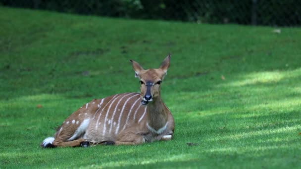Nyala Tragelaphus Angasii Antilope Spirale Originaria Dell Africa Meridionale Una — Video Stock