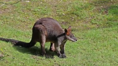 Wallaby bataklığı, Wallabia bicolor, küçük kangurulardan biridir. Bu valabi aynı zamanda siyah valabi olarak da bilinir.
