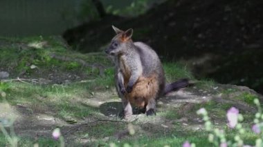 Wallaby bataklığı, Wallabia bicolor, küçük kangurulardan biridir. Bu valabi aynı zamanda siyah valabi olarak da bilinir.