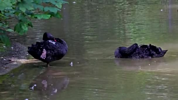 黑天鹅 Black Swan Cygnus Atratus 是一种大型水鸟 主要在澳大利亚东南部和西南部繁殖 — 图库视频影像