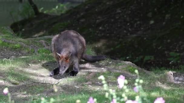 Pantano Wallaby Wallabia Bicolor Uno Los Canguros Más Pequeños Este — Vídeos de Stock