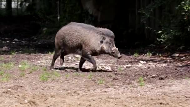 Visayan Warty PigであるSus Cebifonsは Sus属の絶滅危惧種である フィリピン中部のヴィサヤン諸島の6島に固有種である — ストック動画
