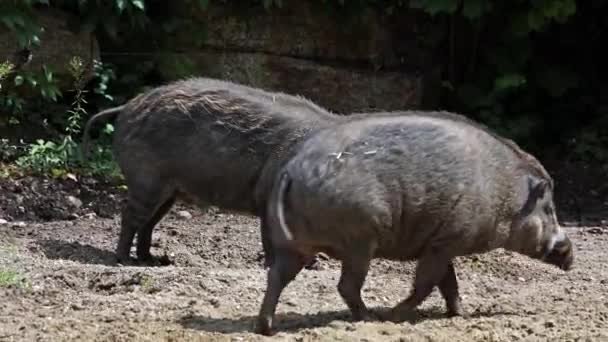 Visayan Warty PigであるSus Cebifonsは Sus属の絶滅危惧種である フィリピン中部のヴィサヤン諸島の6島に固有種である — ストック動画