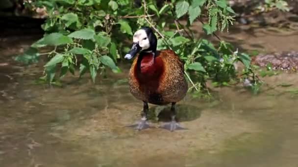 Pato Assobiando Cara Branca Dendrocygna Viduata Pássaro Barulhento Com Apito — Vídeo de Stock