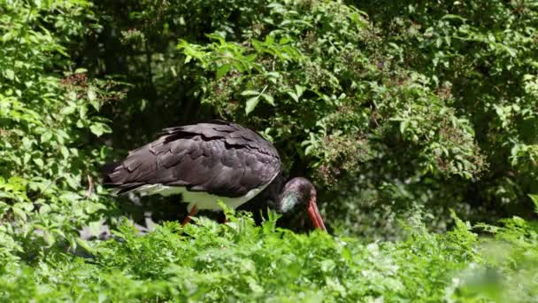 Black Stork Ciconia Nigra Large Bird Stork Family Ciconiidae — Stock Video