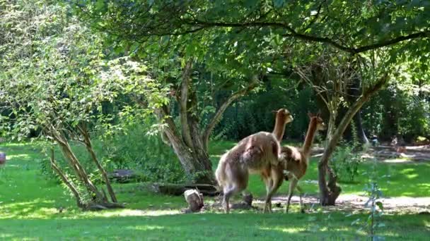 Paargedrag Van Vicunas Vicugna Vicugna Verwanten Van Lama Die Hoge — Stockvideo