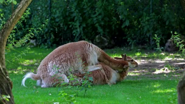 Comportement Accouplement Des Vicunas Vicugna Vicugna Parents Lama Qui Vivent — Video