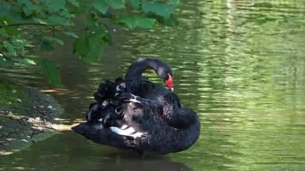 Cisne Negro Cygnus Atratus Uma Grande Ave Aquática Uma Espécie — Vídeo de Stock