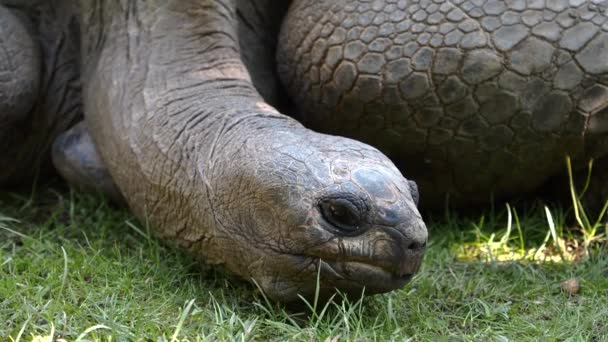 Tortuga Gigante Aldabra Aldabrachelys Gigantea Isla Curieuse Sitio Exitoso Programa — Vídeo de stock