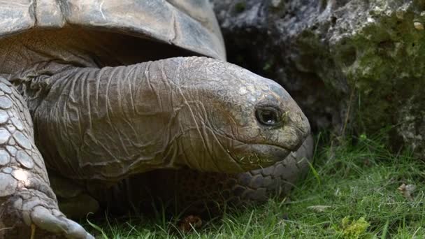 Tortuga Gigante Aldabra Aldabrachelys Gigantea Isla Curieuse Sitio Exitoso Programa — Vídeo de stock