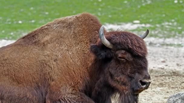 Der Amerikanische Bison Oder Einfach Bison Auch Allgemein Als Amerikanischer — Stockvideo