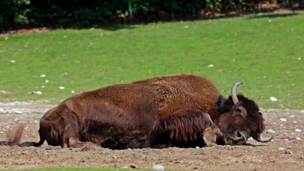 Den Amerikanska Bisonoxen Eller Helt Enkelt Bisonoxen Även Känd Som — Stockvideo