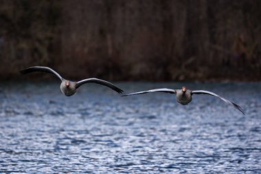 Anser anser, Anatidae familyasından Anatidae familyasından bir kaz türü. Burada havada uçuyor..