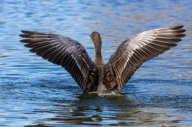 Anser anser, Anatidae familyasından Anatidae familyasından bir kaz türü..