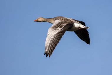 Anser anser, Anatidae familyasından Anatidae familyasından bir kaz türü. Burada havada uçuyor..